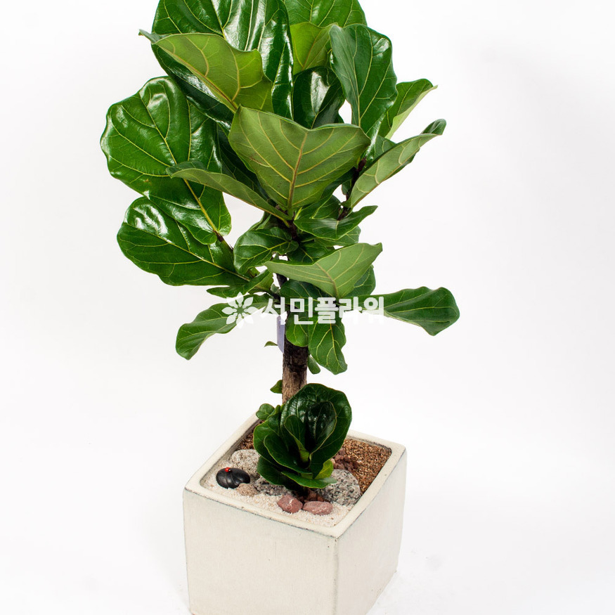 상세이미지