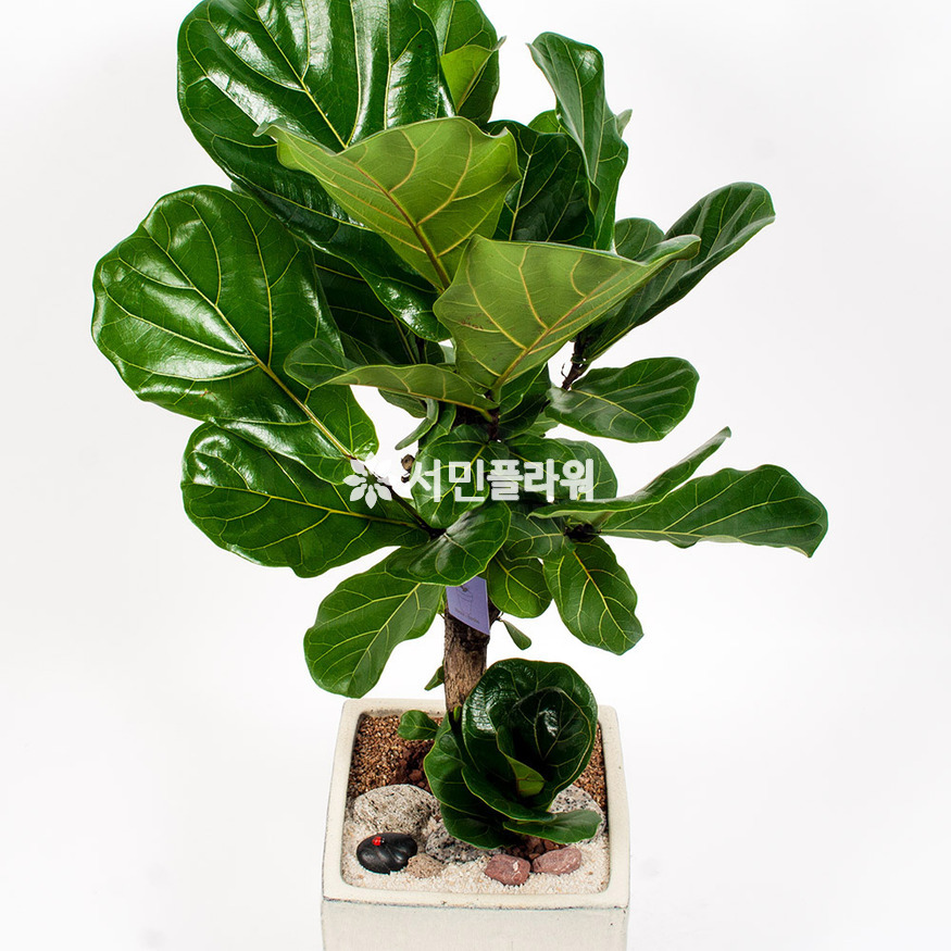 상세이미지