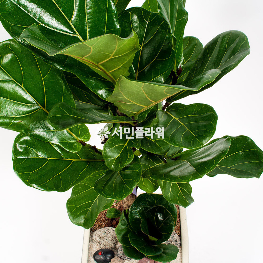 상세이미지