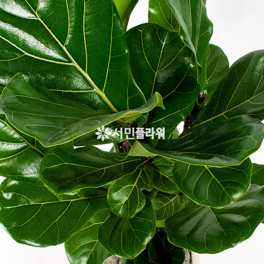 상세이미지