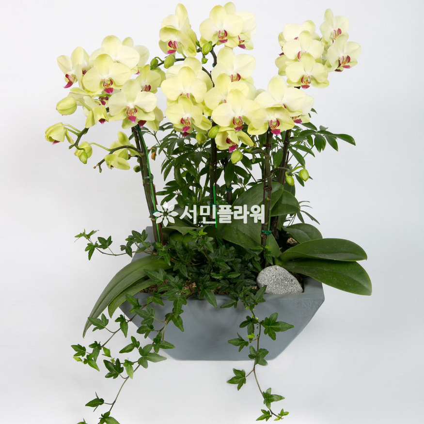 상세이미지
