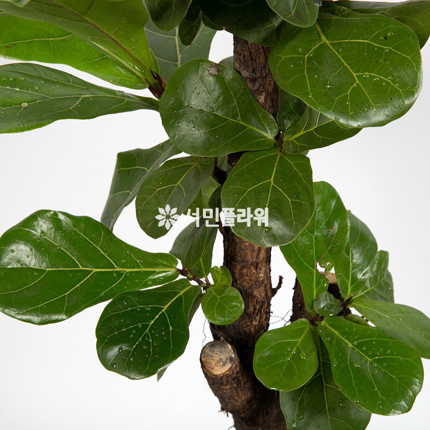 상세이미지