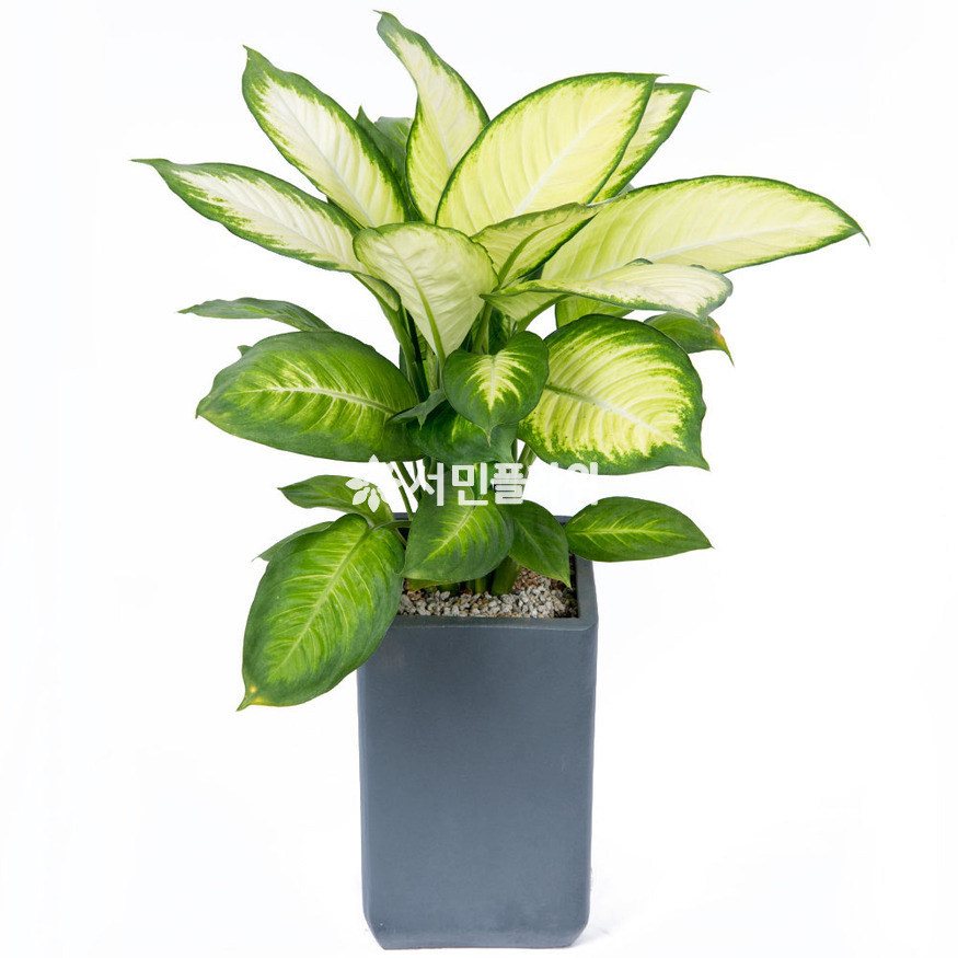 상세이미지