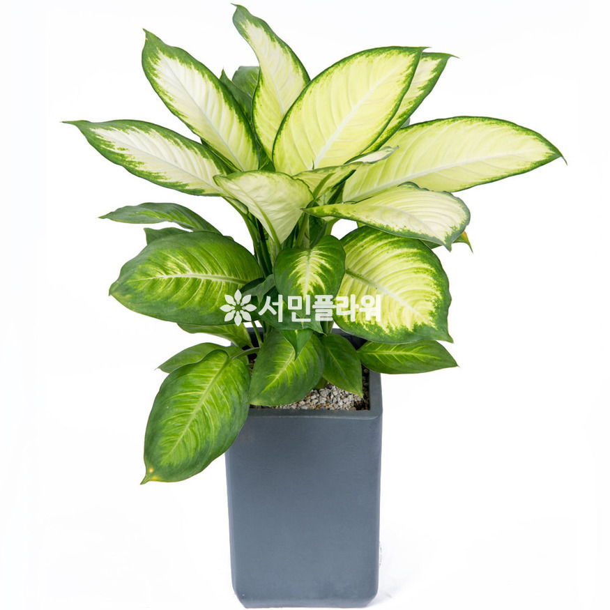 상세이미지