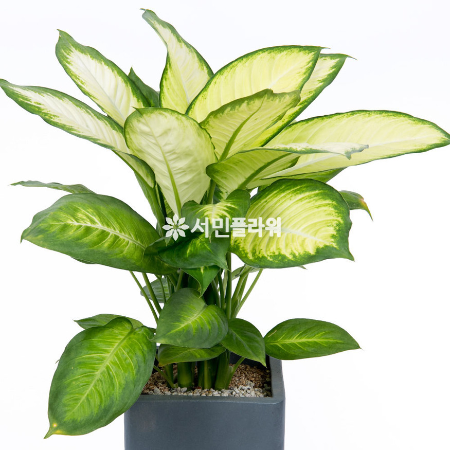 상세이미지