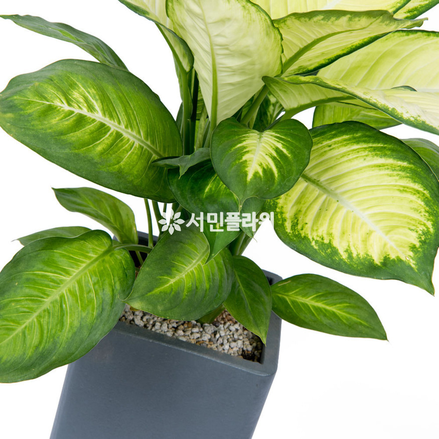 상세이미지
