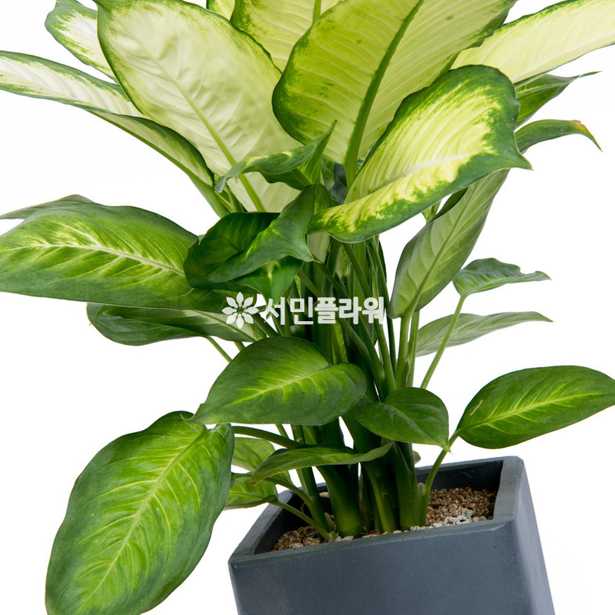 상세이미지