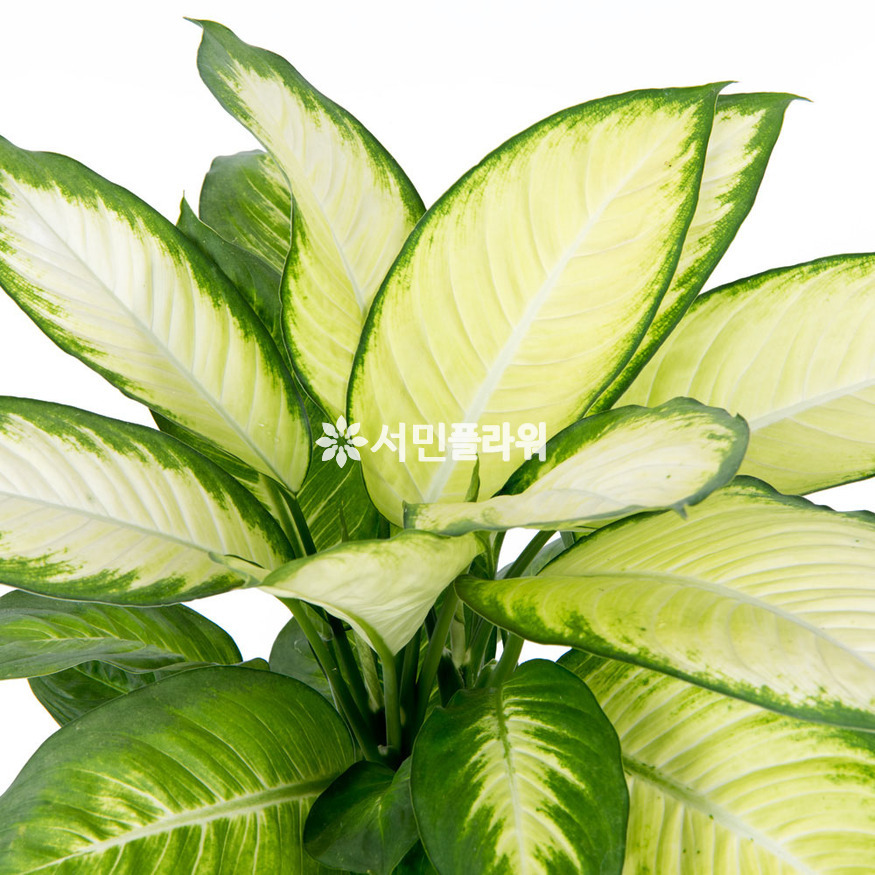 상세이미지