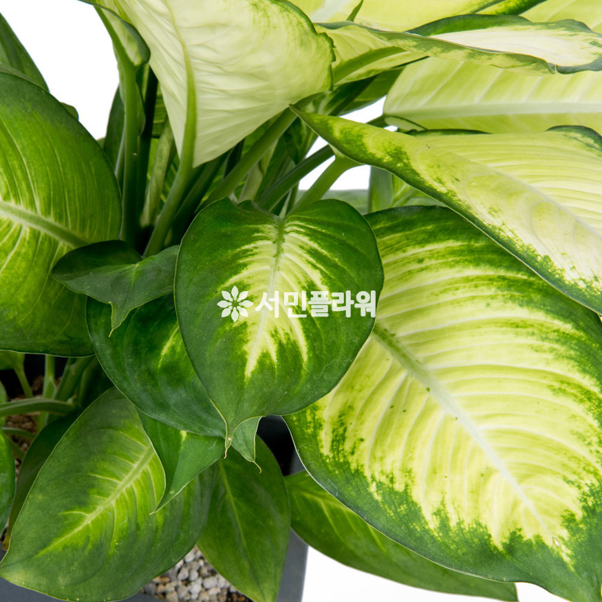 상세이미지