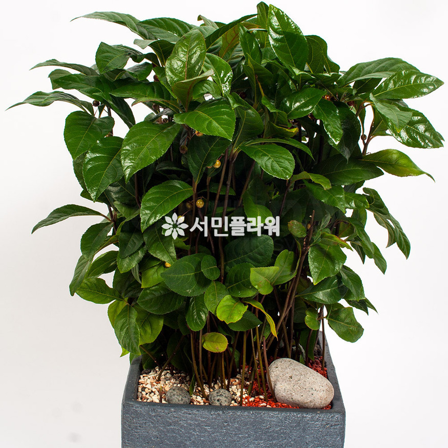상세이미지