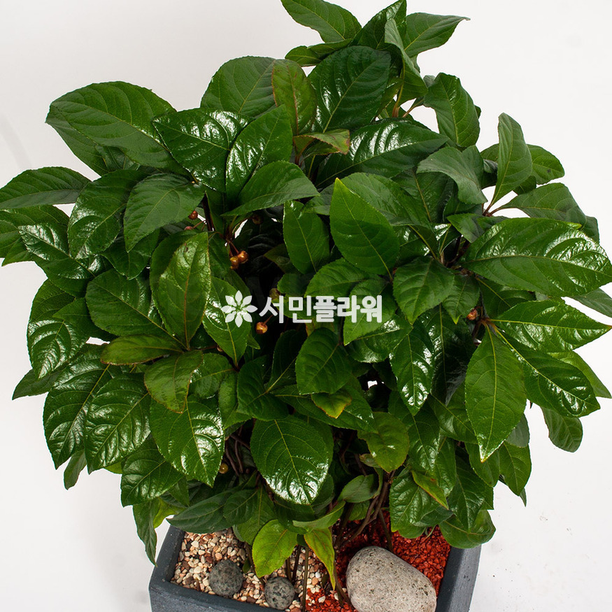 상세이미지