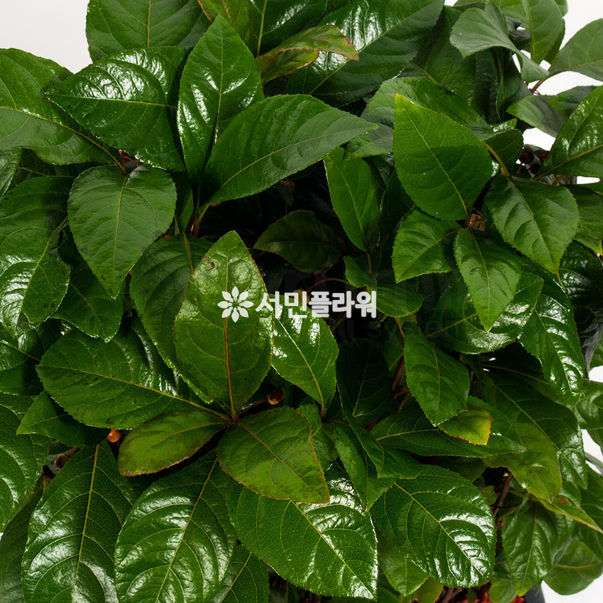 상세이미지