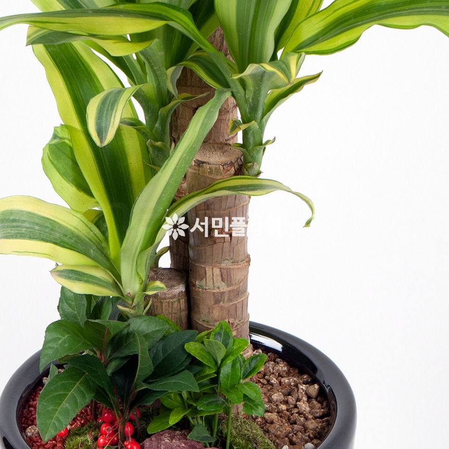 상세이미지