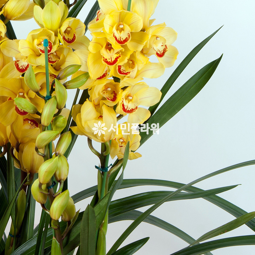 상세이미지