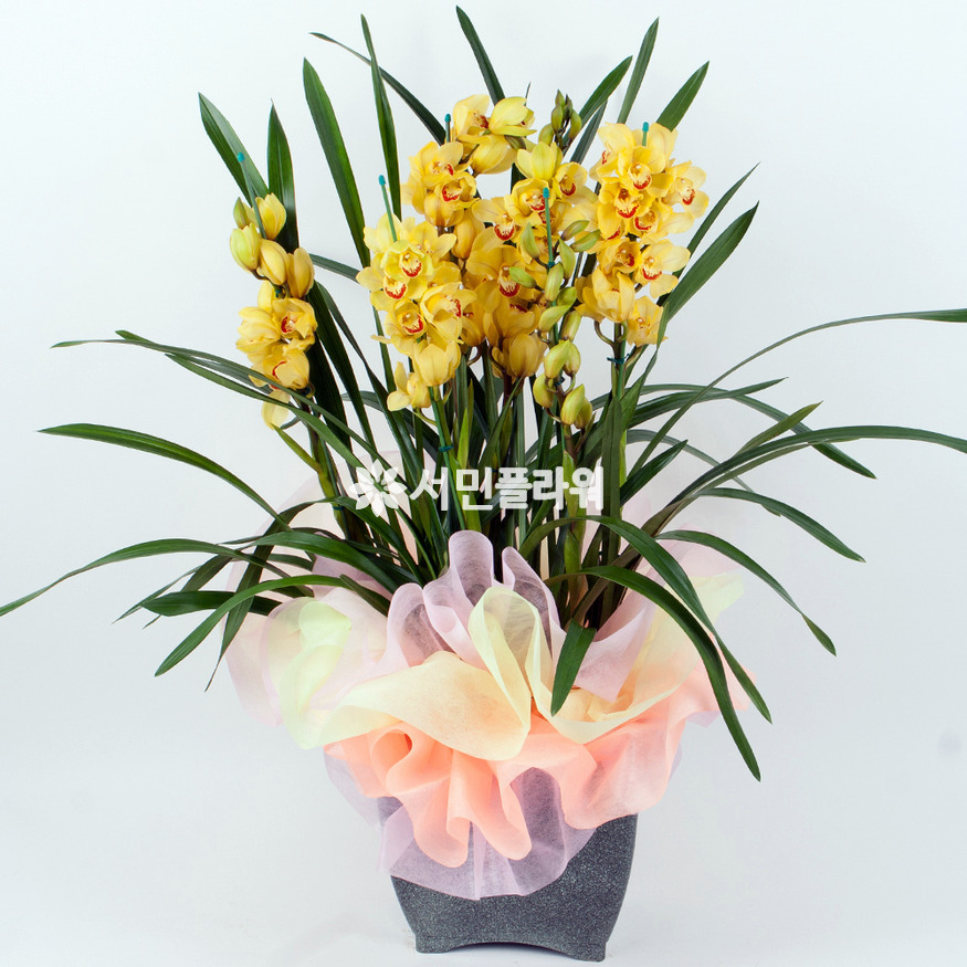 상세이미지