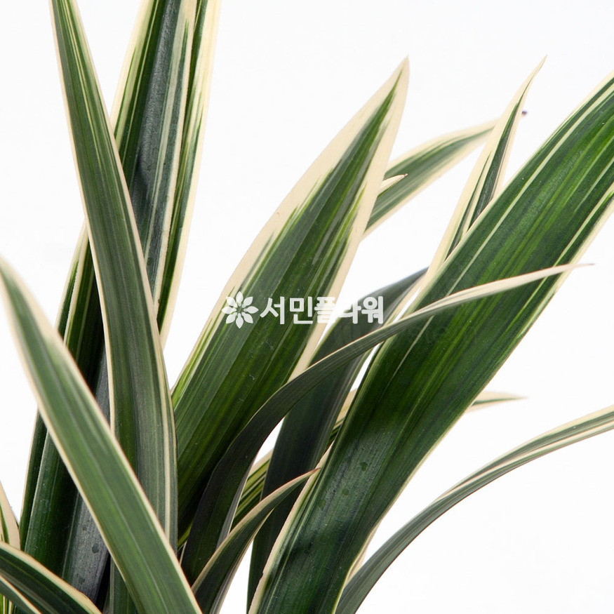 상세이미지