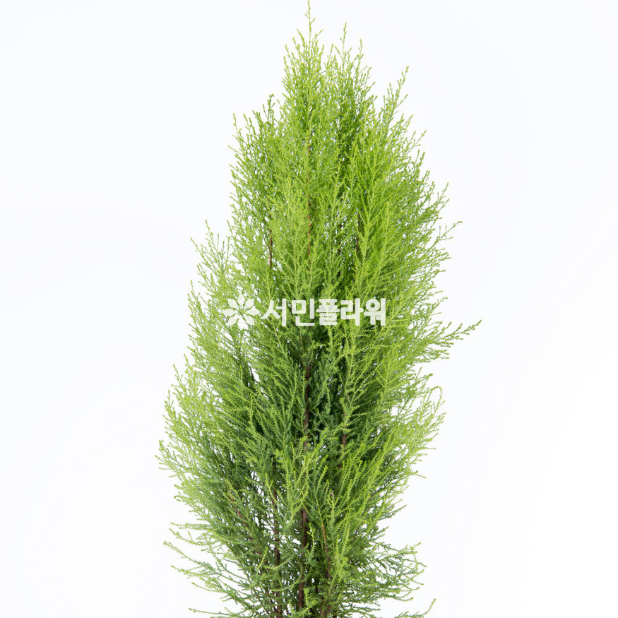 상세이미지