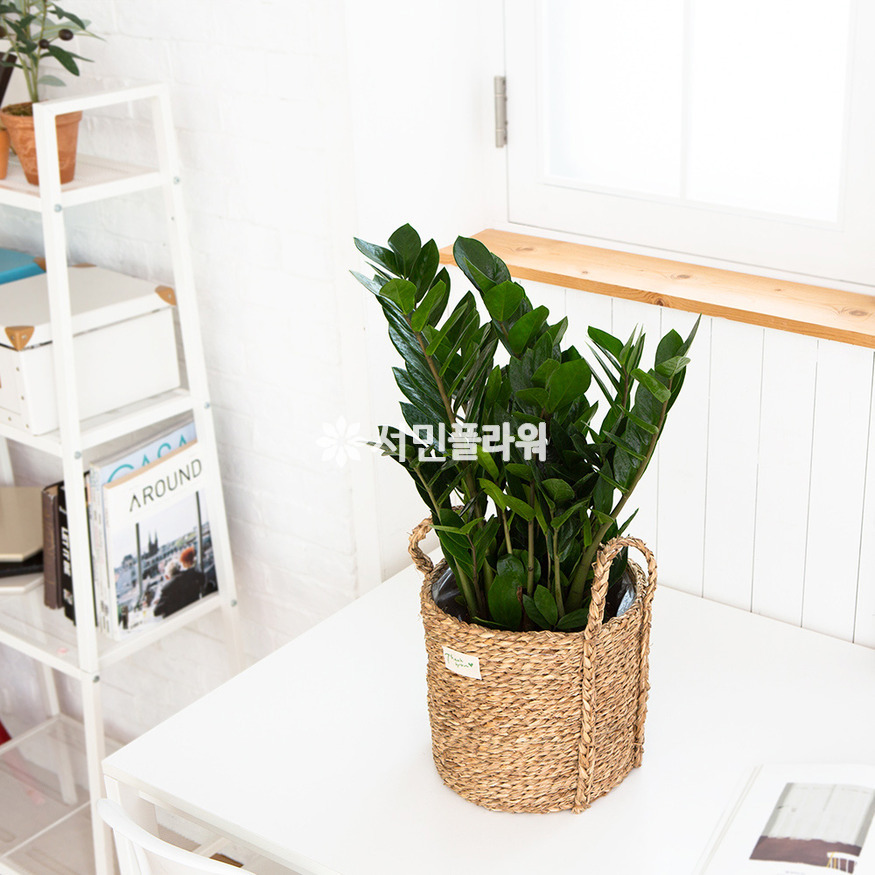 상세이미지