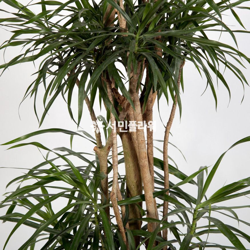 상세이미지