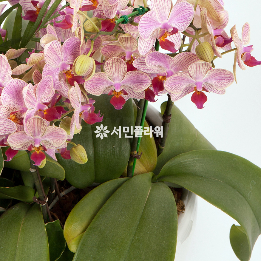 상세이미지