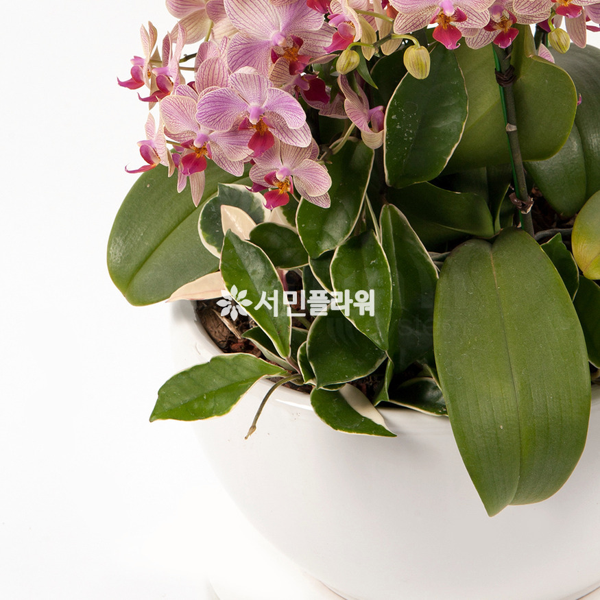 상세이미지