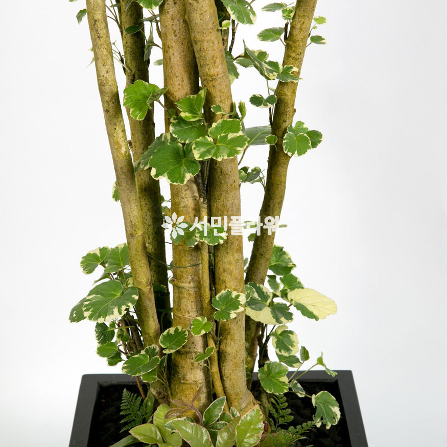 상세이미지