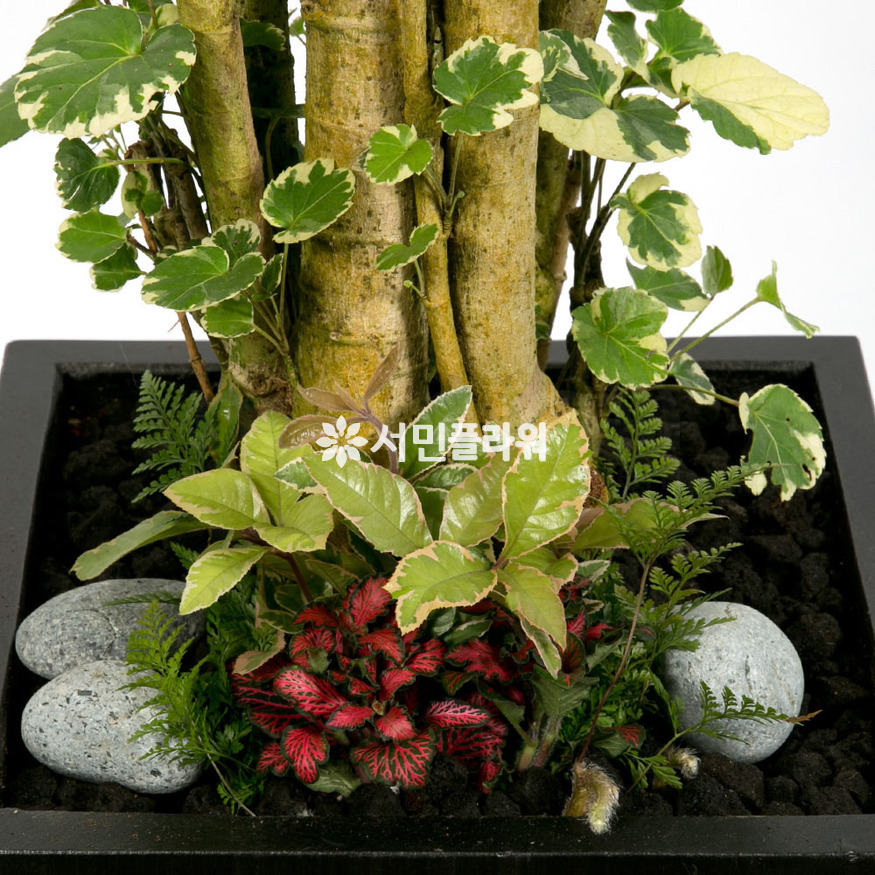 상세이미지