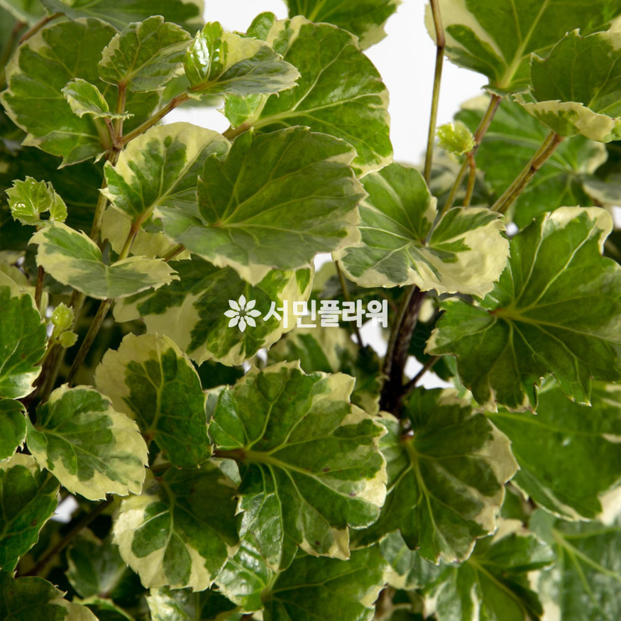 상세이미지
