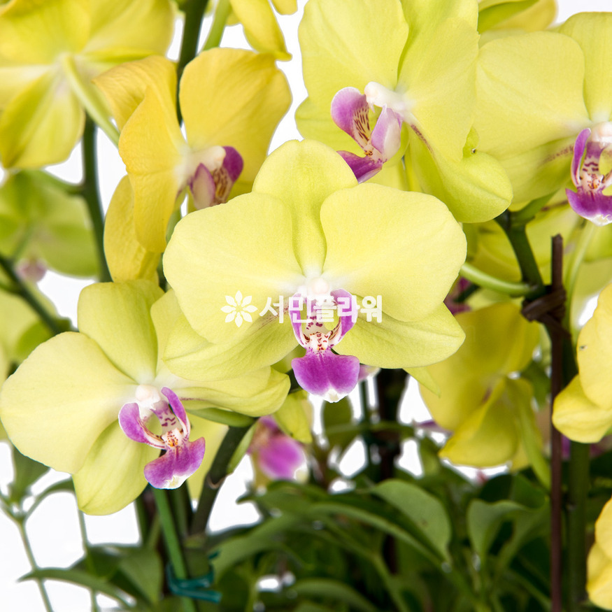상세이미지