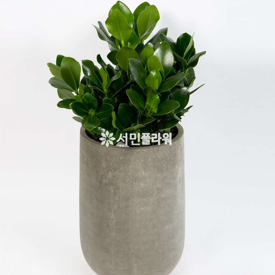 상세이미지