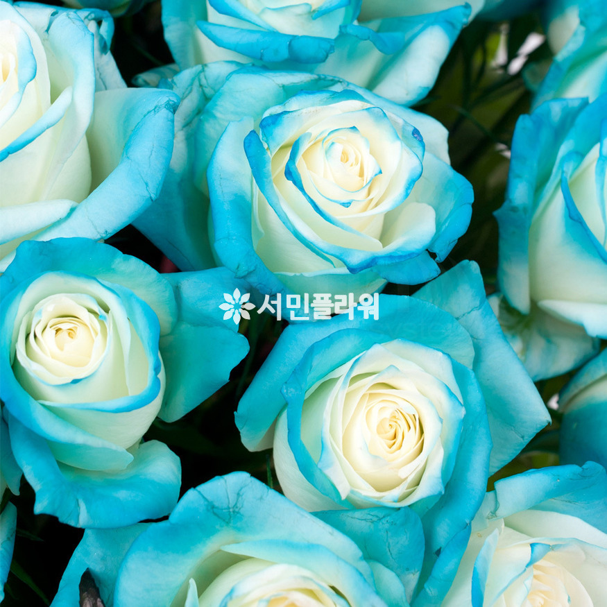 상세이미지