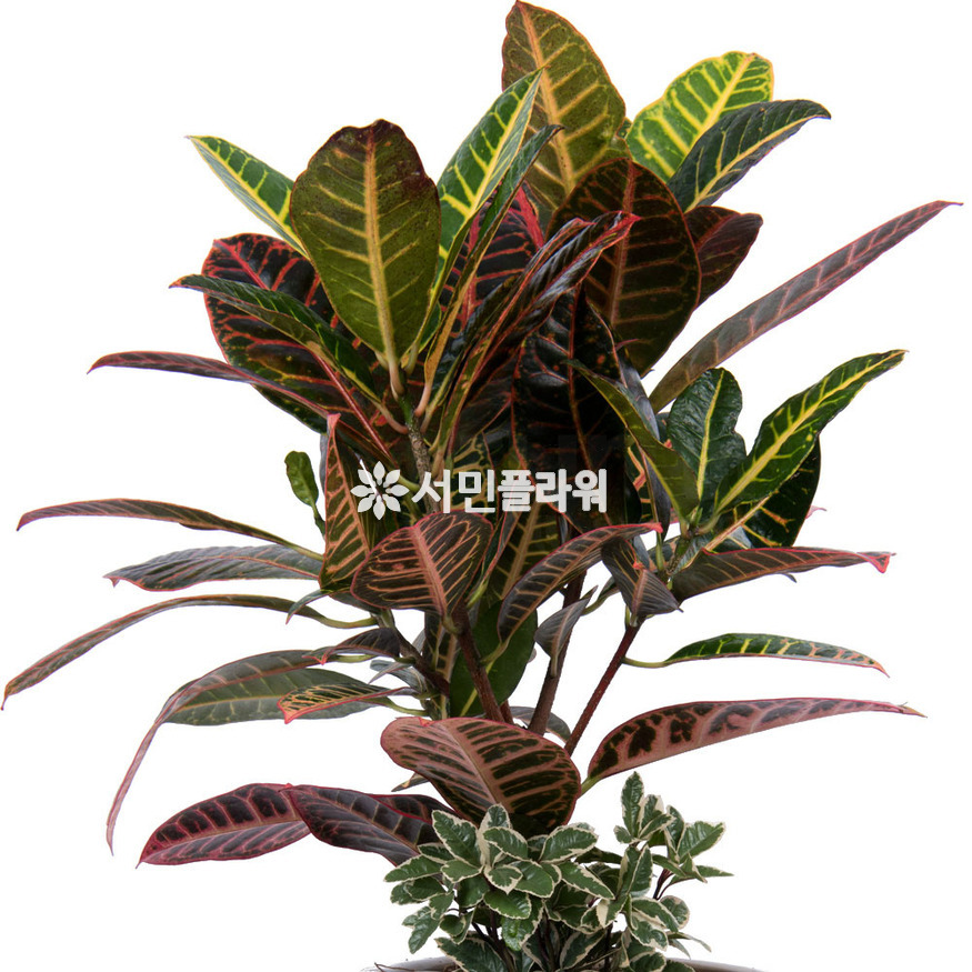 상세이미지