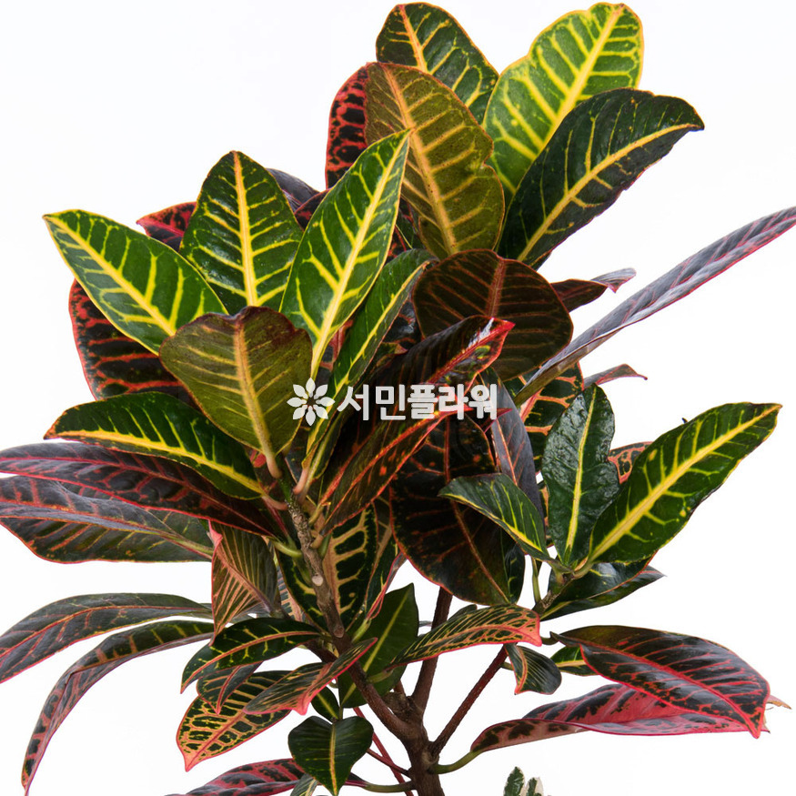 상세이미지
