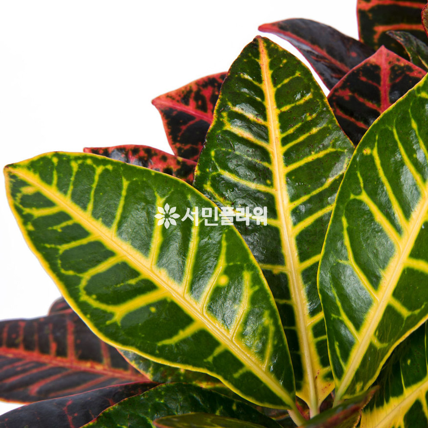 상세이미지
