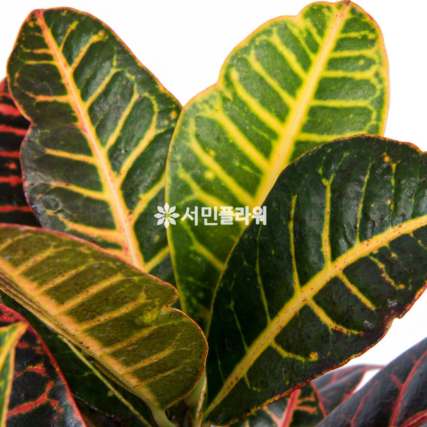 상세이미지