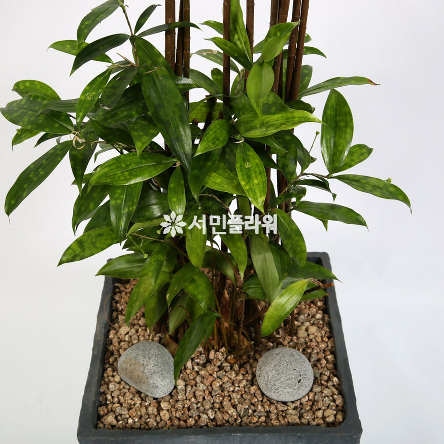 상세이미지