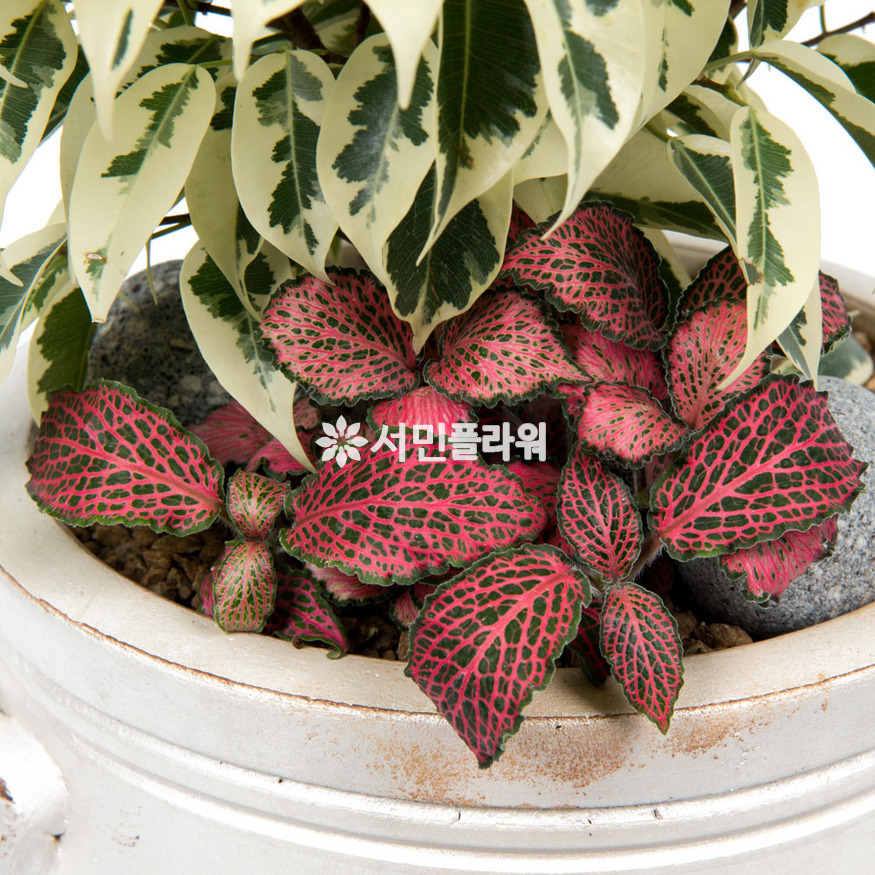 상세이미지