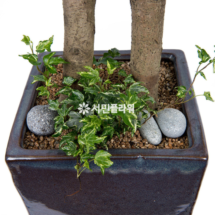 상세이미지