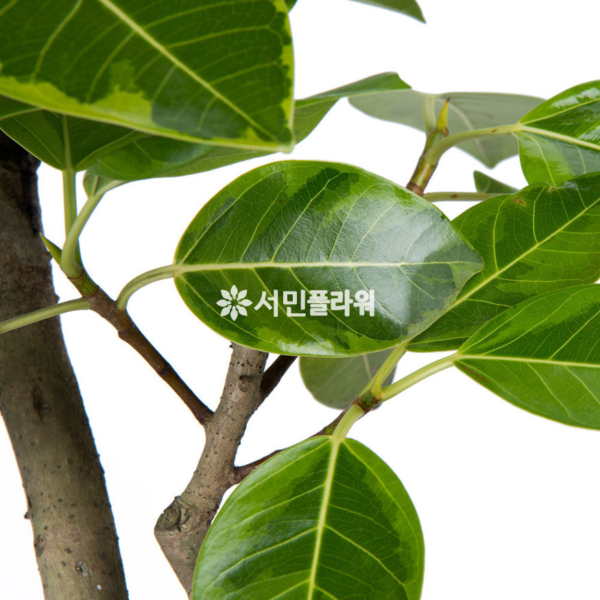 상세이미지