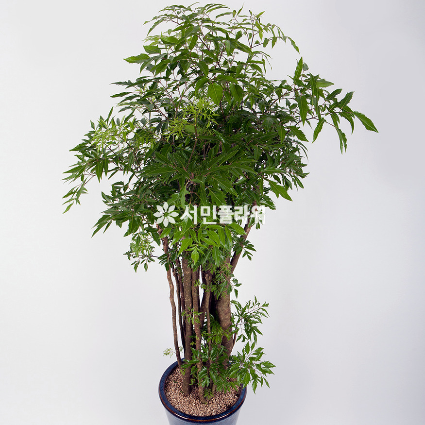 상세이미지