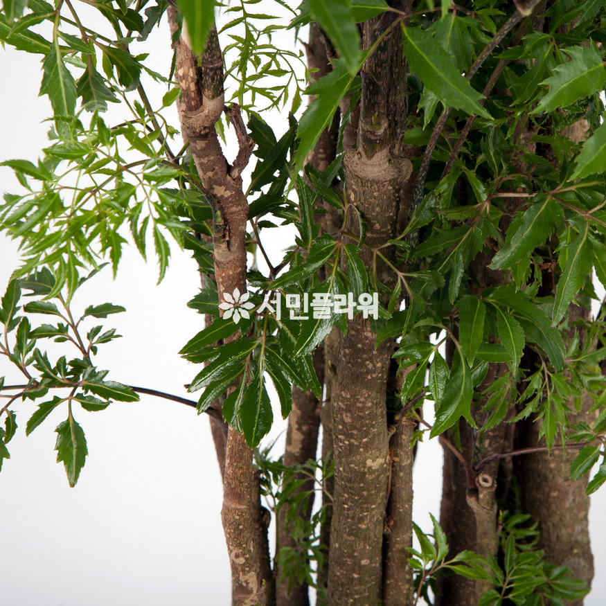 상세이미지
