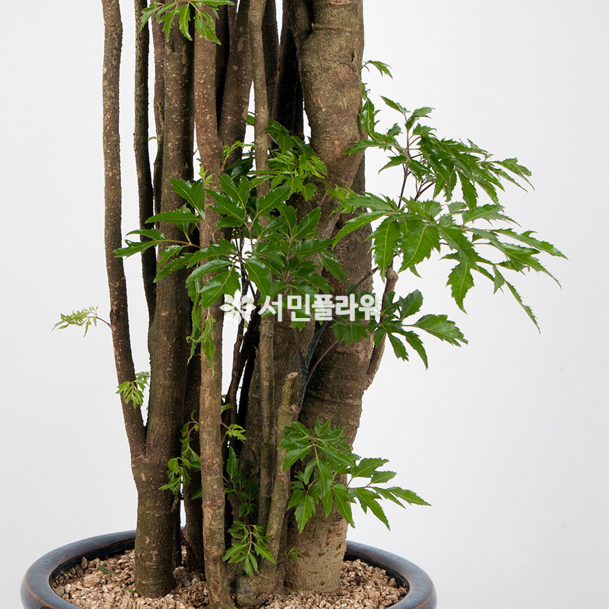 상세이미지