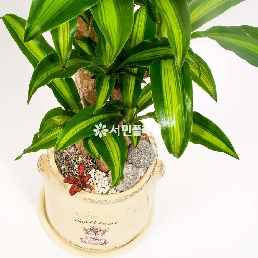상세이미지