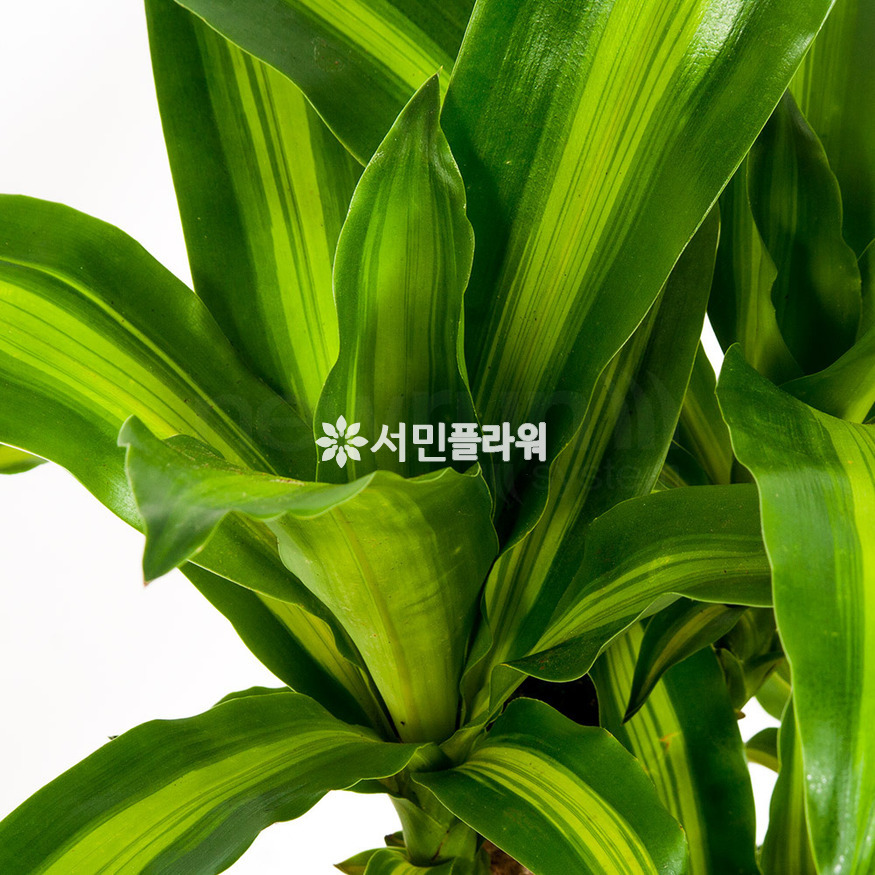 상세이미지