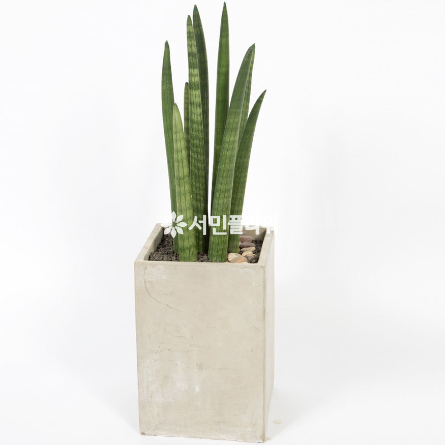 상세이미지