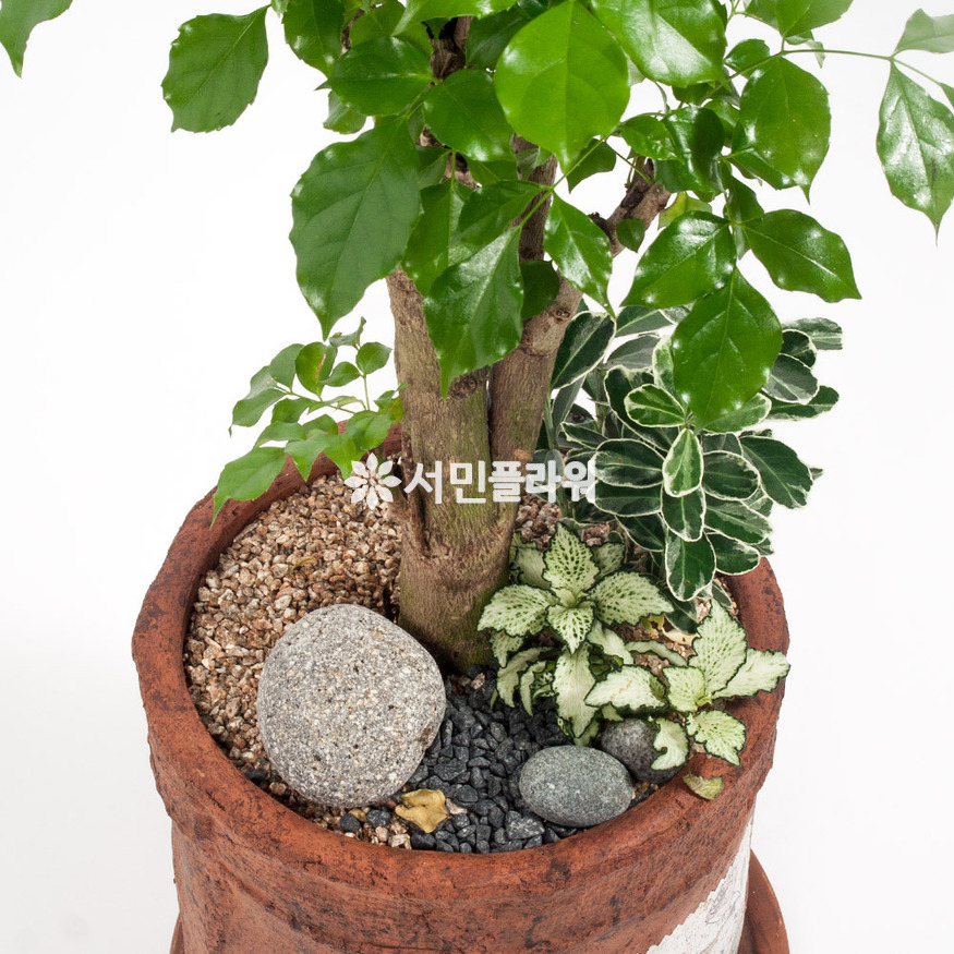 상세이미지