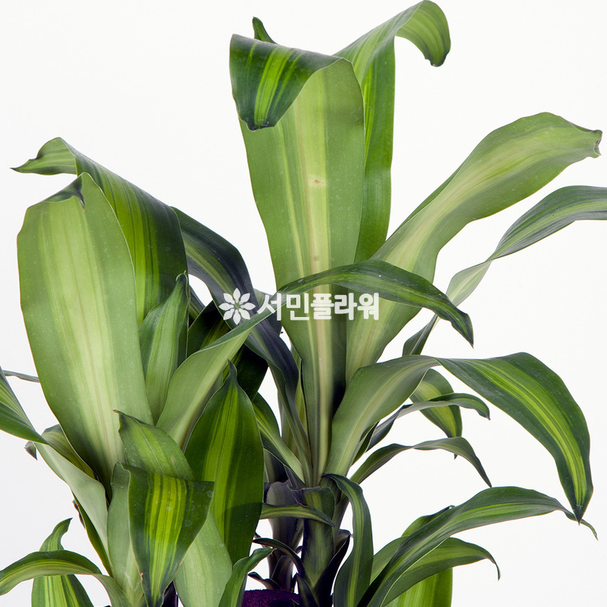 상세이미지