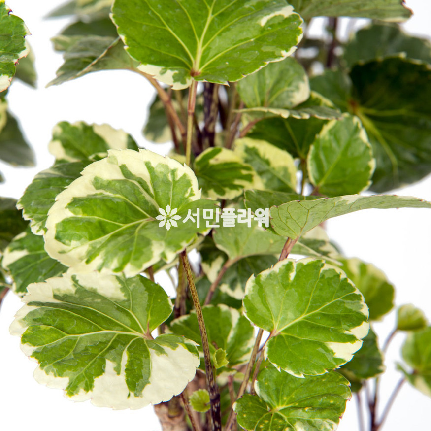 상세이미지