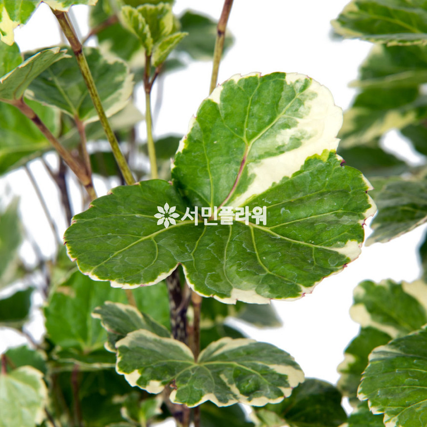 상세이미지