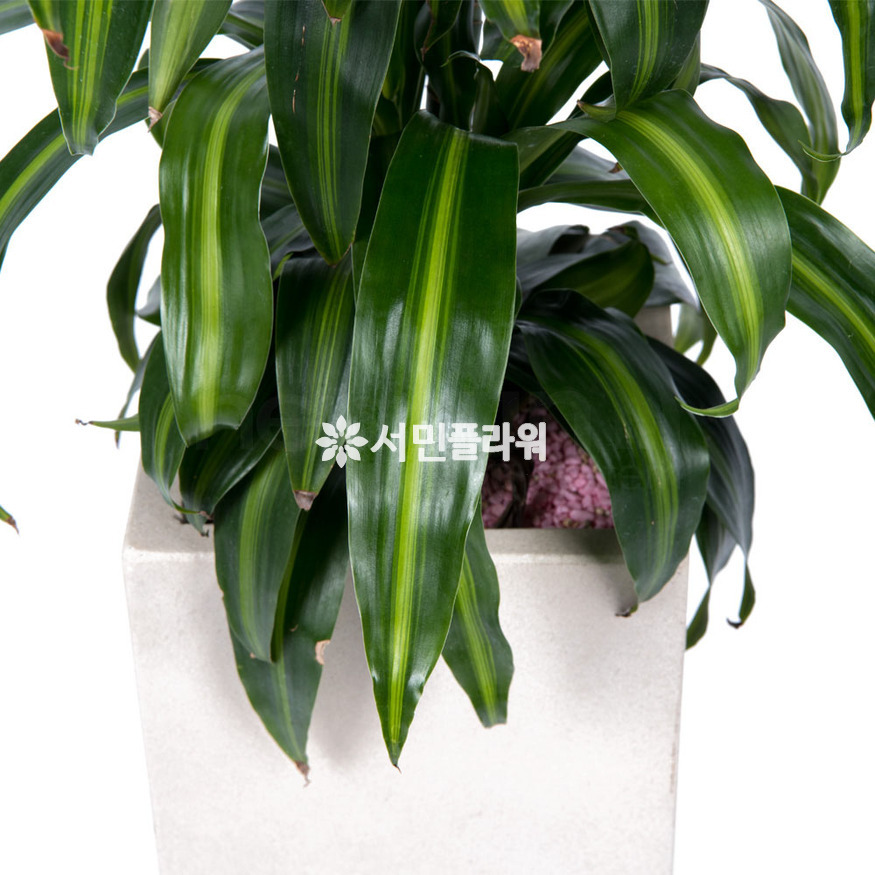 상세이미지